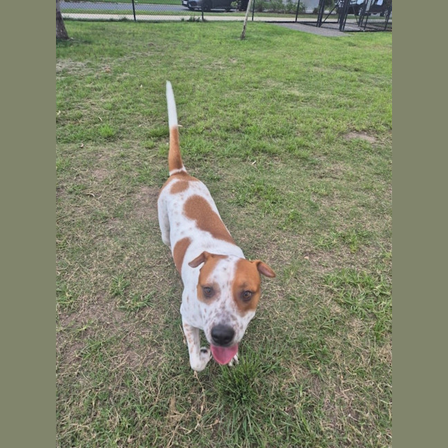 Photo of Squirtle *$150 Adoption Fee*