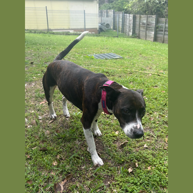 Photo of Stella   1 Year Old Kelpie X Staffy