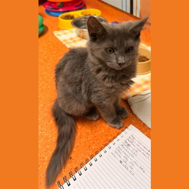 Photo of Saffron