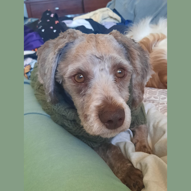 Photo of Teddy