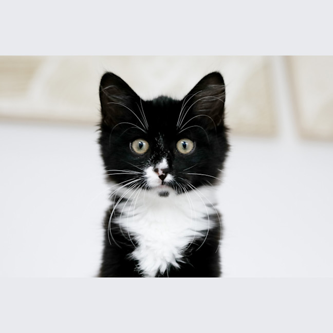 Photo of Mavis