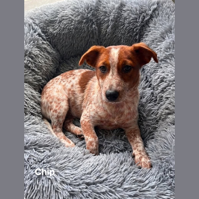 Photo of Chip