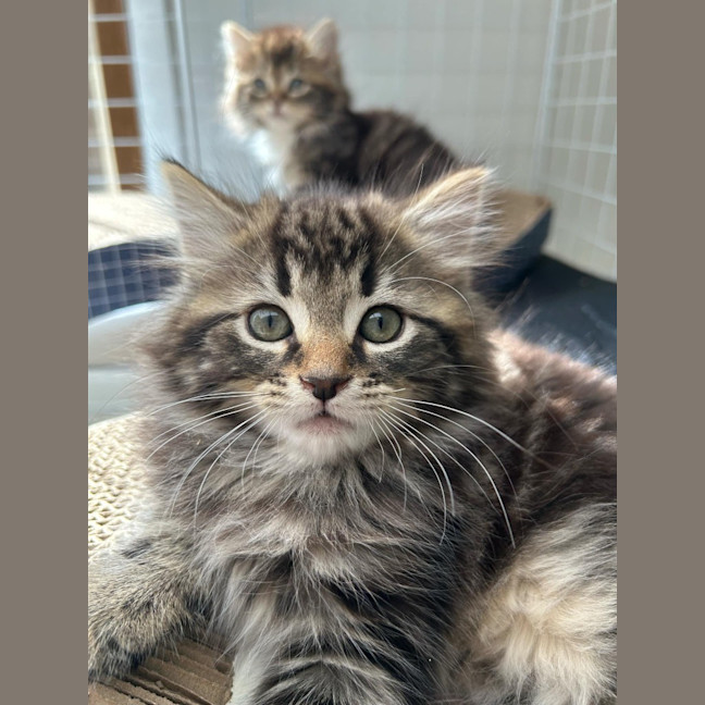 Photo of Lynx