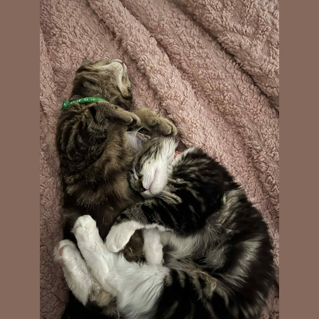 Photo of Norman   Located In Pakenham