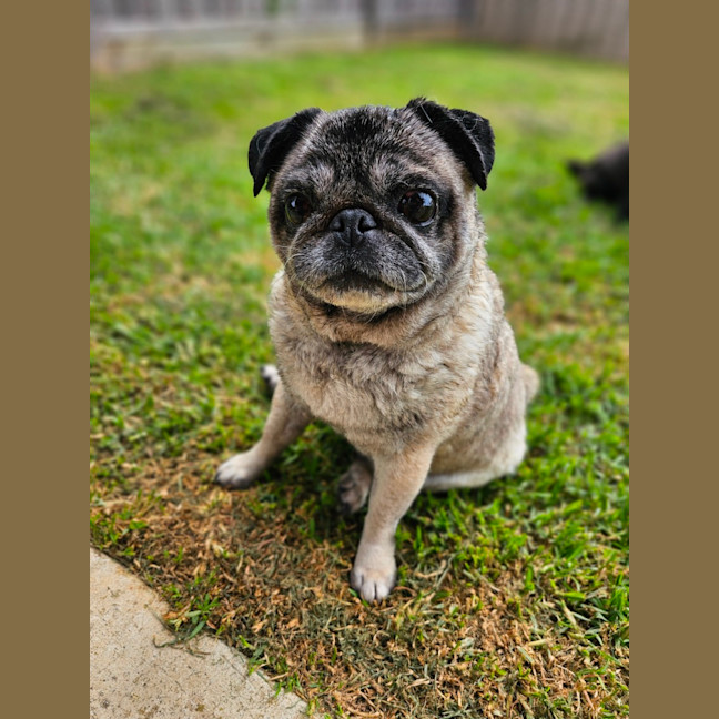 Photo of Dimple & Freckle