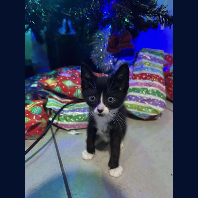 Photo of Gizmo