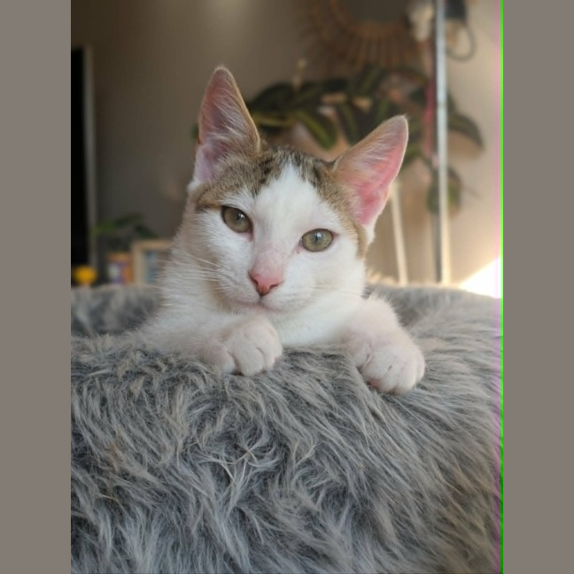 Photo of Nando   In Foster Care In Westmeadows