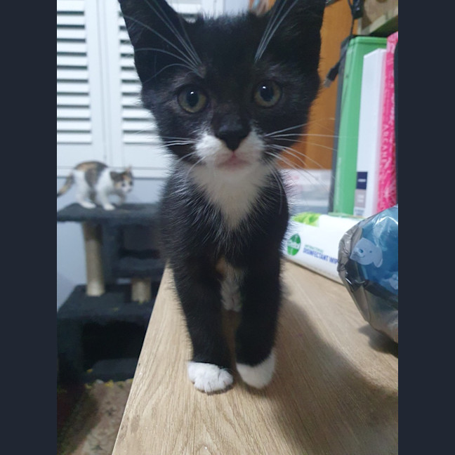 Photo of Figaro