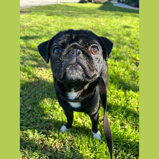 Photo of Bella