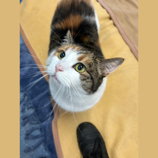 Photo of Pumpkin