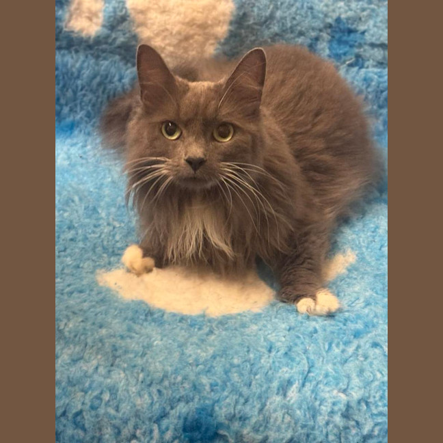 Photo of Puss In Boots