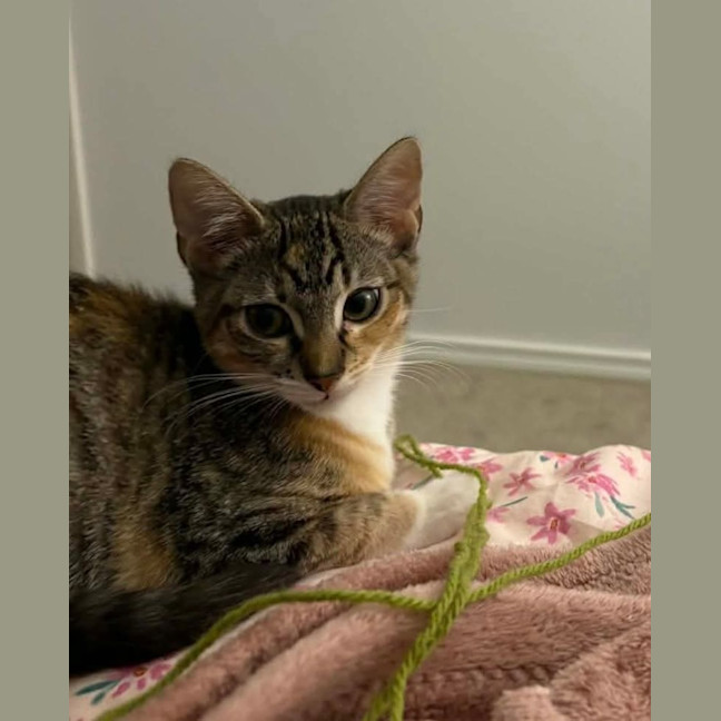 Photo of Maple