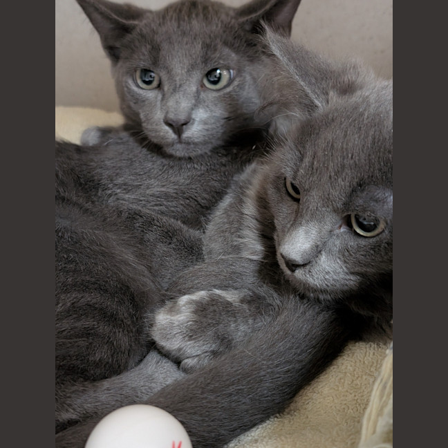 Photo of Blue
