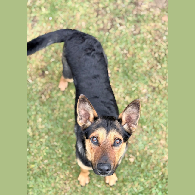 Photo of Rusty