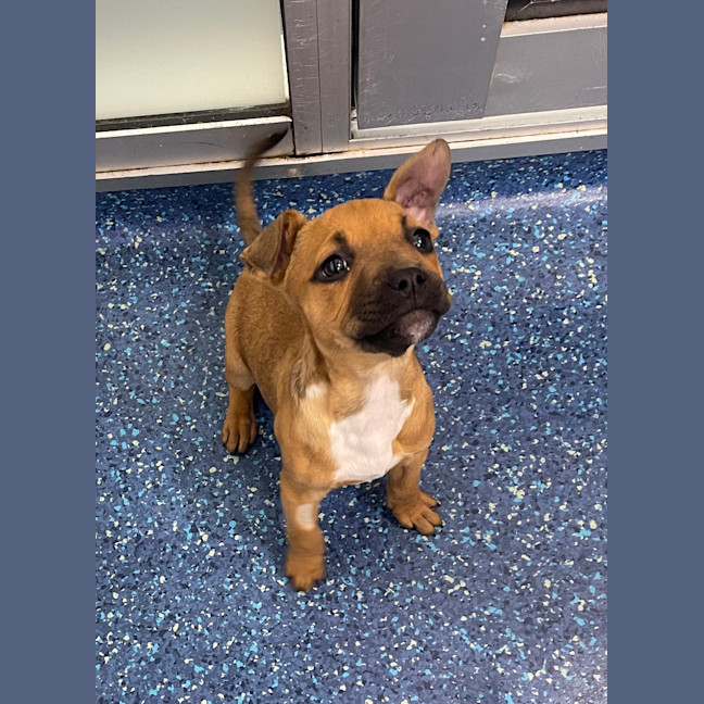 Photo of Tilly