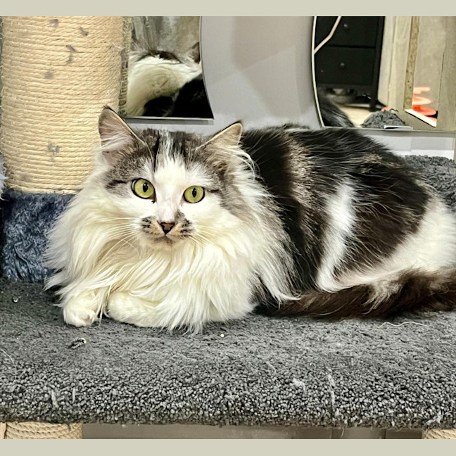 Photo of Bindi