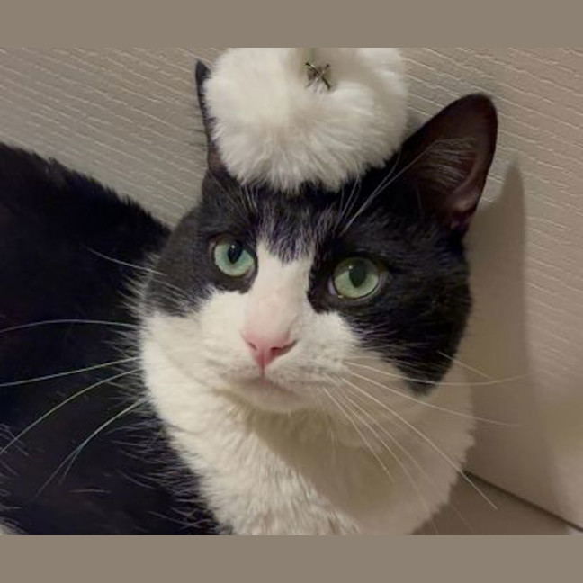 Photo of Sully