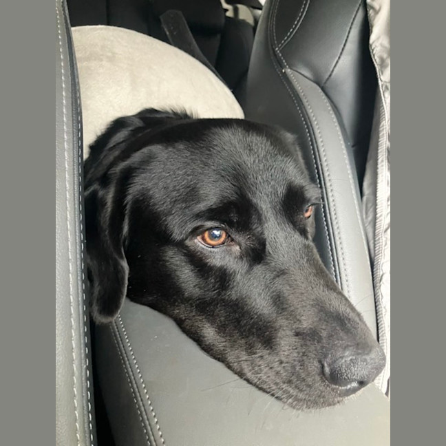 Photo of Luka   1 Year Old Labrador X (Trial)