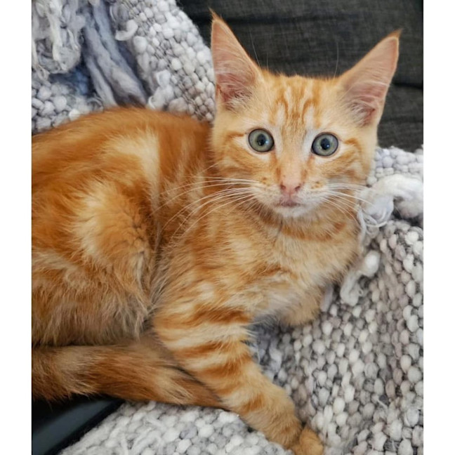 Photo of 11714   Hoody