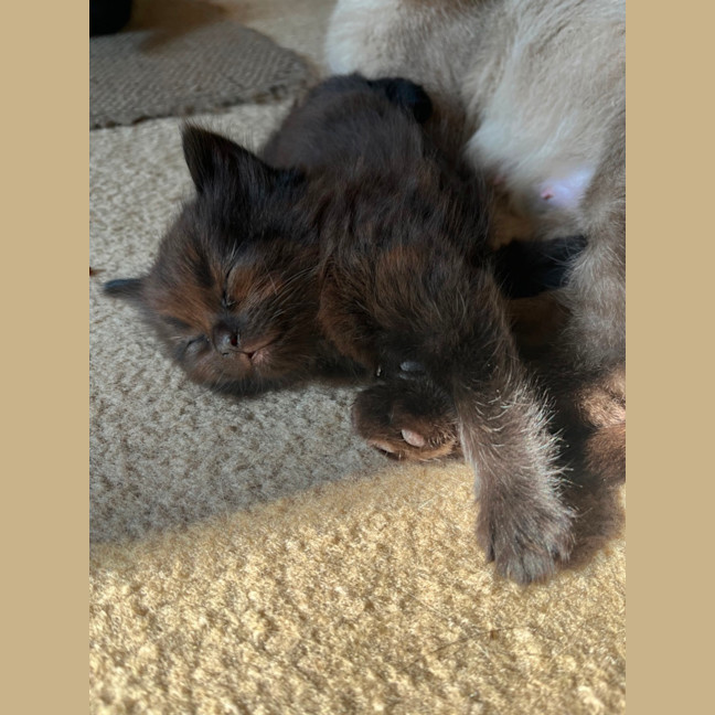 Photo of Juno ** 2nd Chance Cat Rescue**
