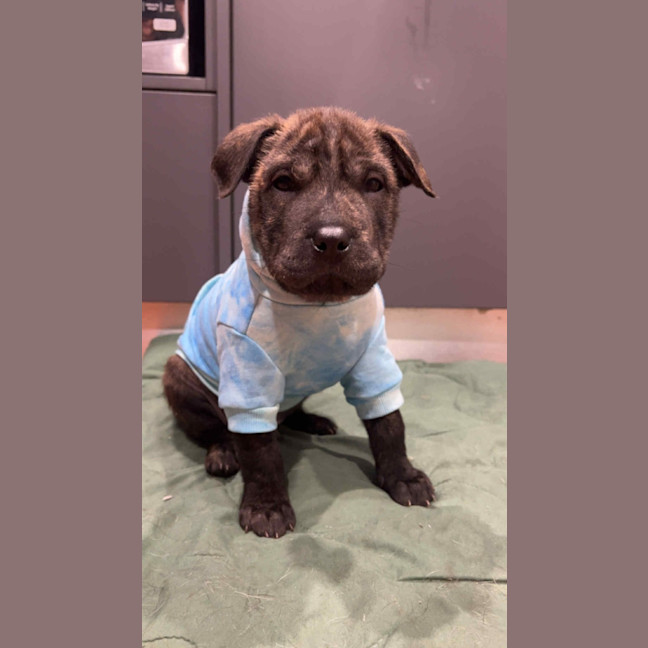 Photo of Potato   9 Week Old Shar Pei X Staffy 