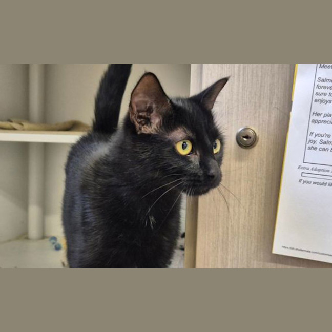 Photo of Luna