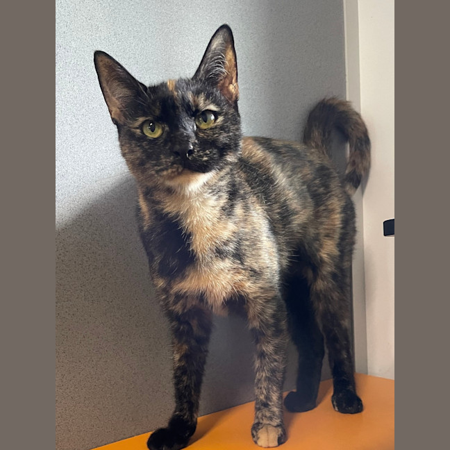 Photo of Willow