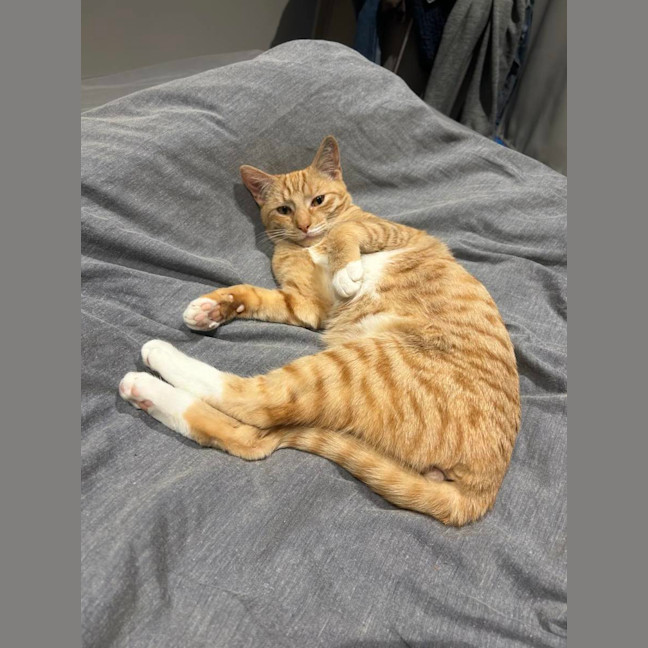 Photo of Obi 🧡