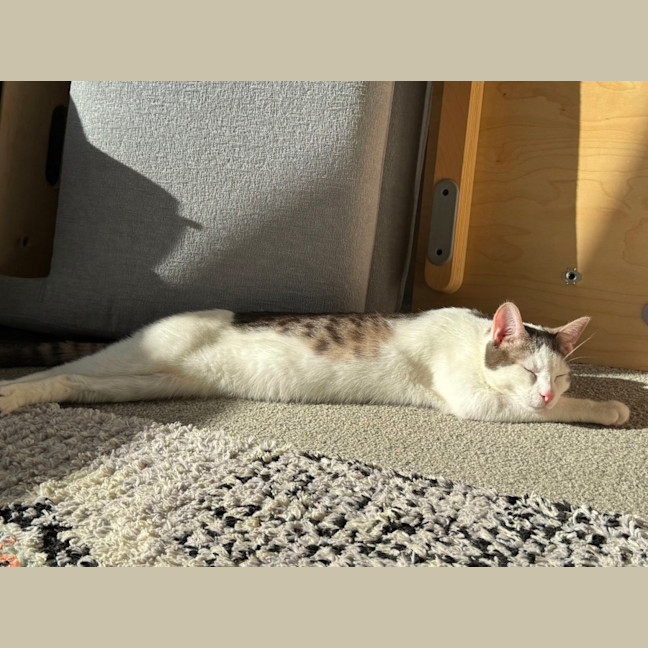 Photo of Solitaire