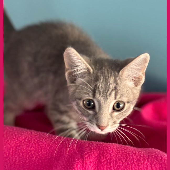 Photo of Plum