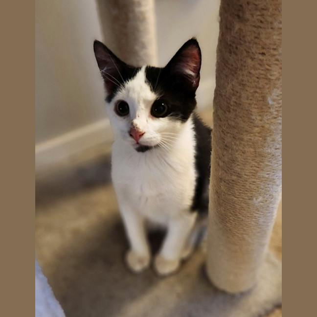 Photo of Oscar   4 Month Old Domestic Medium Hair