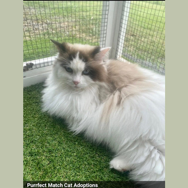 Photo of Annabelle