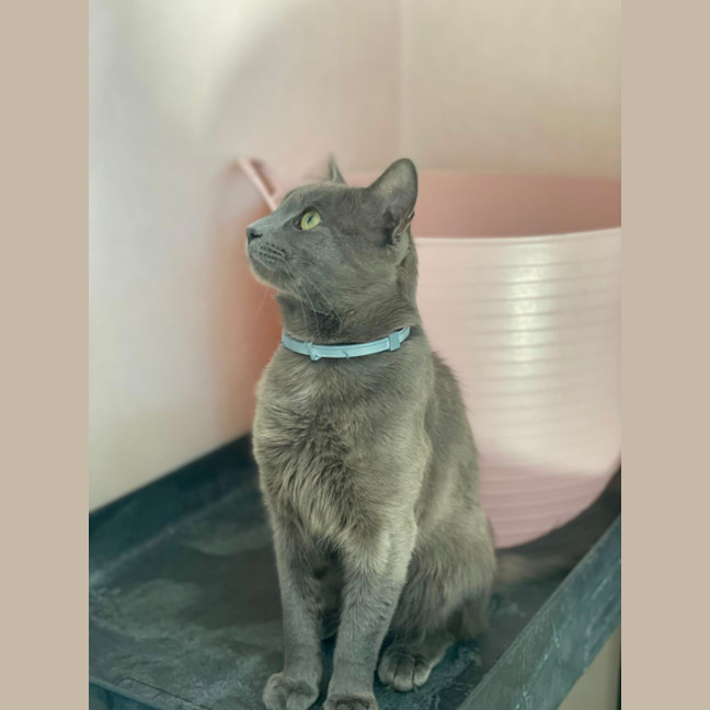 Photo of Memphis (9183)