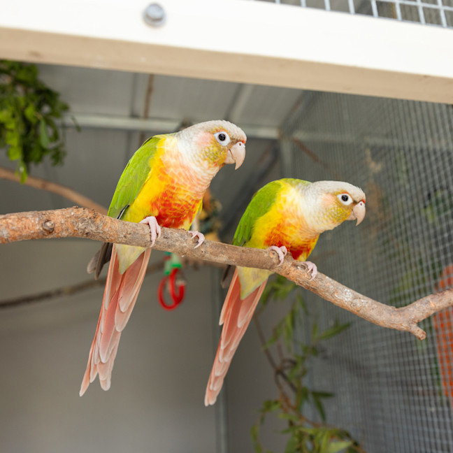 Photo of Pinky