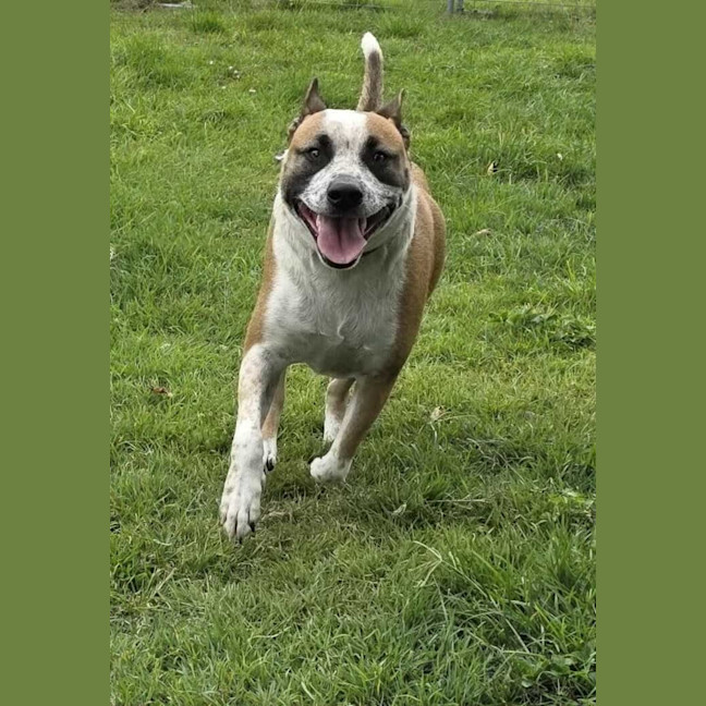 Photo of Buddy