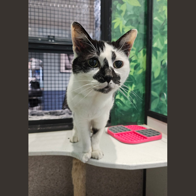 Photo of Muffin Face 