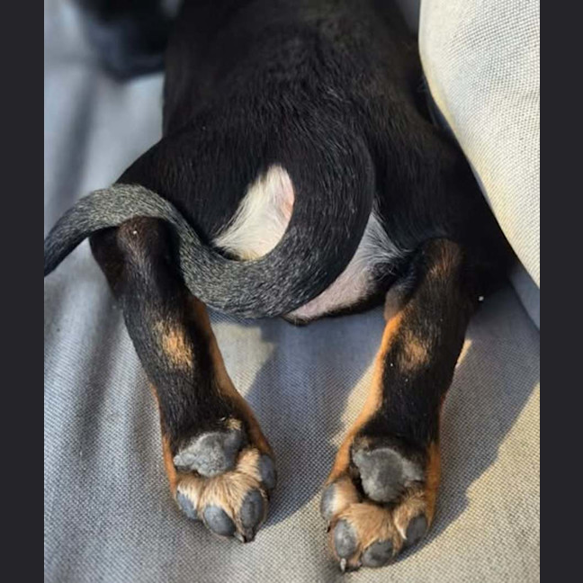 Photo of Echo