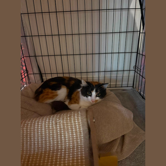 Photo of Margarita