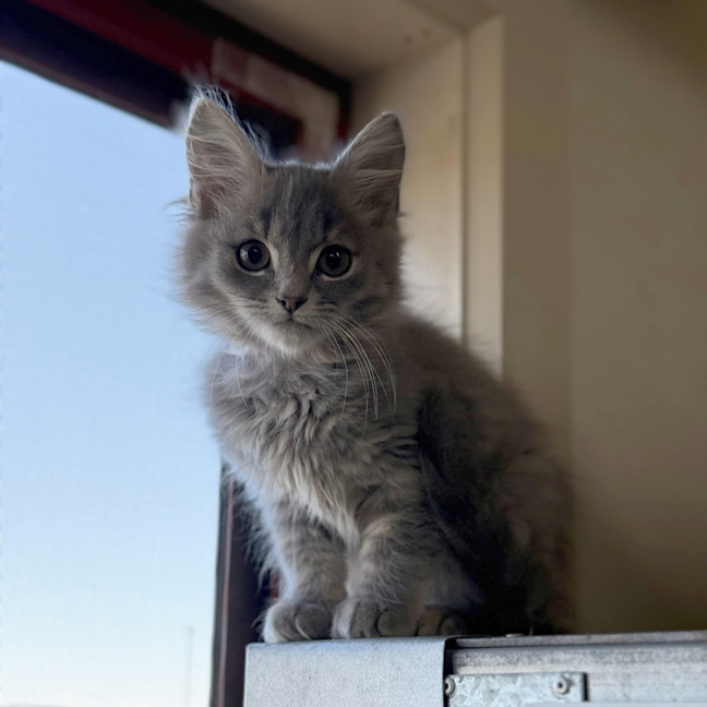 Photo of Miffy