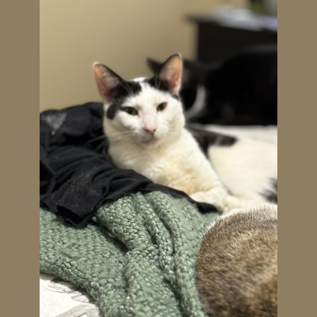 Photo of Gizmo   1 Year Old Domestic Short Hair (On Trial)