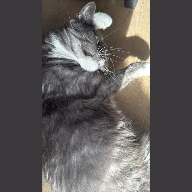 Photo of Ceres
