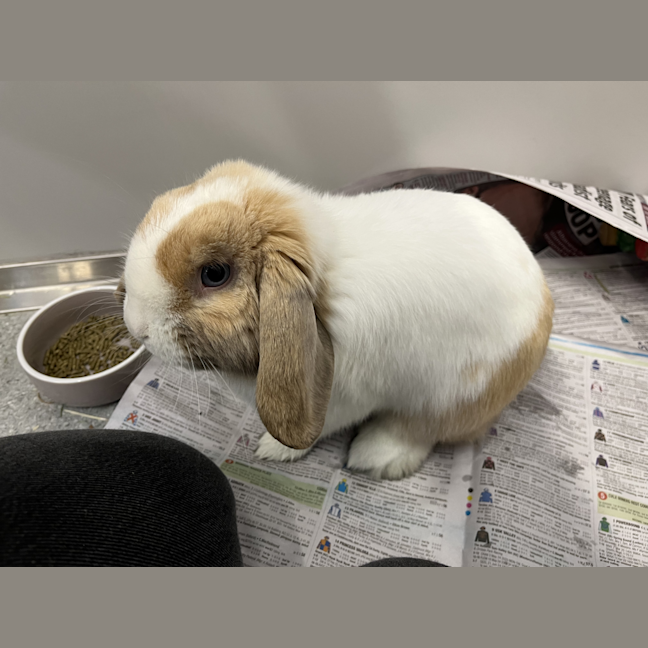 Photo of Hudson Junior