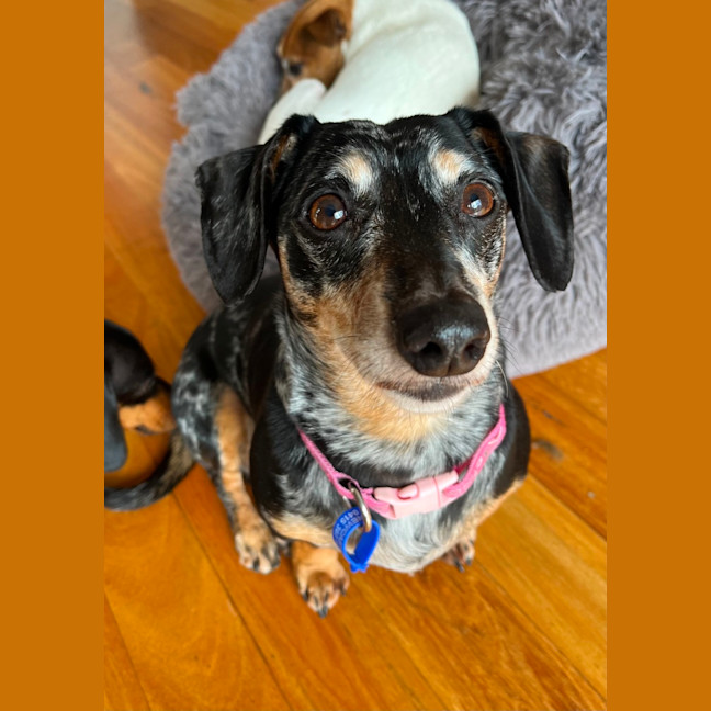 Photo of Dusty   7 Year Old Dachshund X