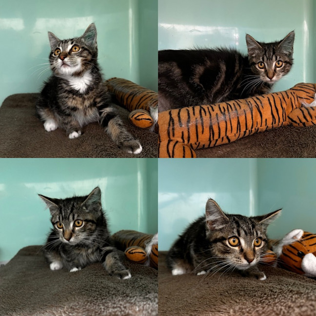 Photo of Purrince Harry