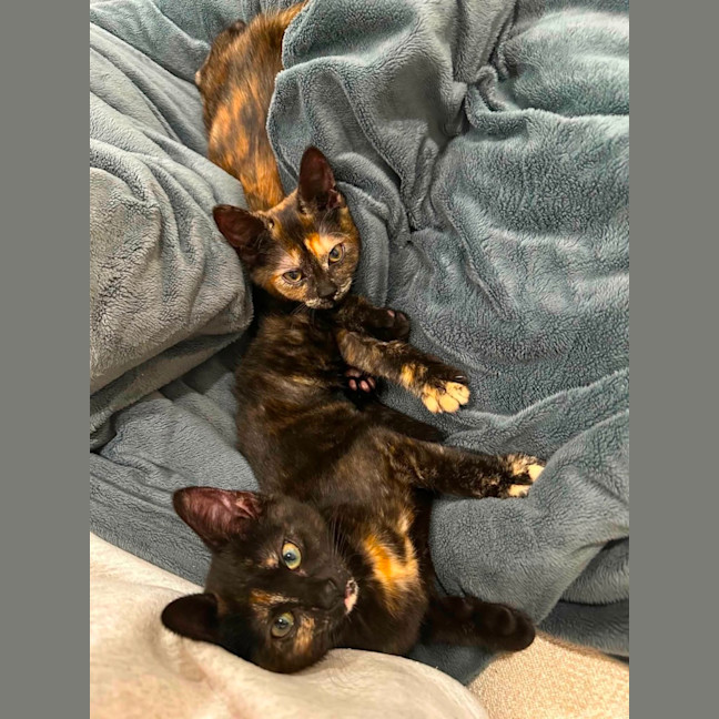 Photo of Croissant & Doughnut