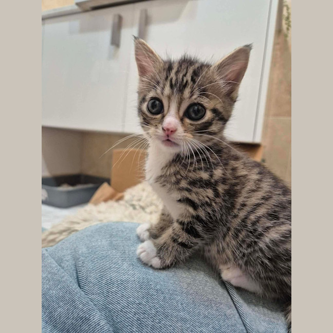 Photo of Camp Chair (Cc)