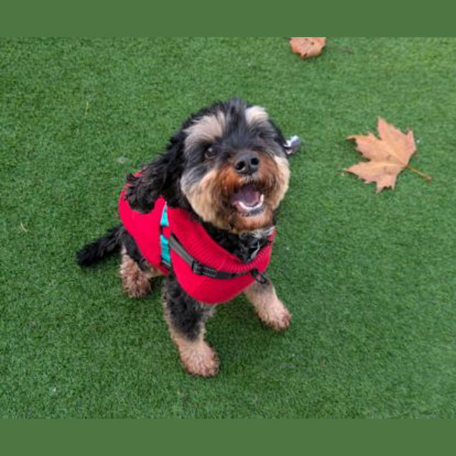 Photo of Koda