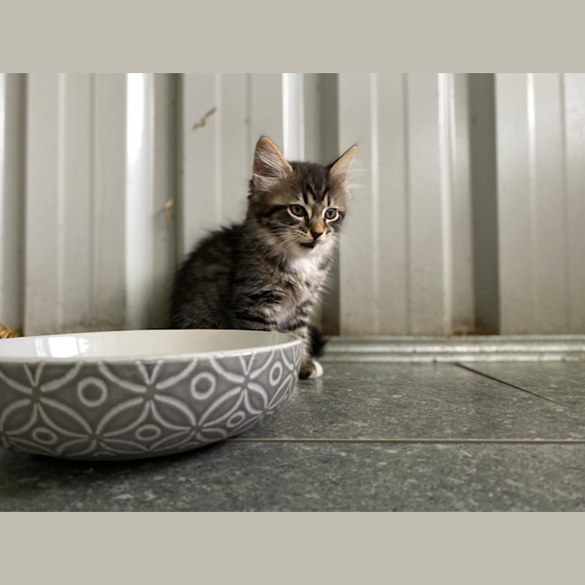Photo of Petal