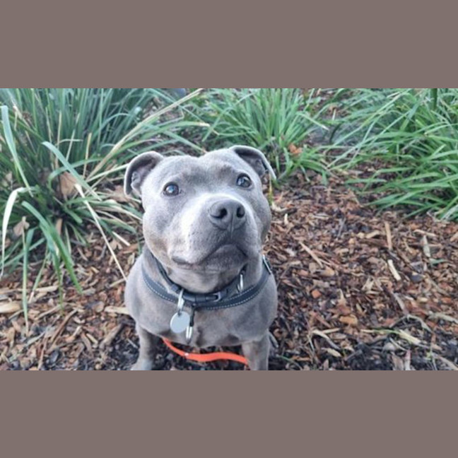 Photo of Blaze