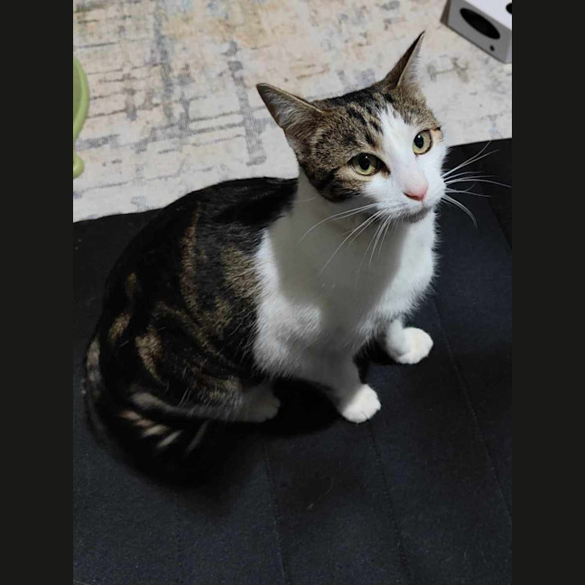 Photo of Amber